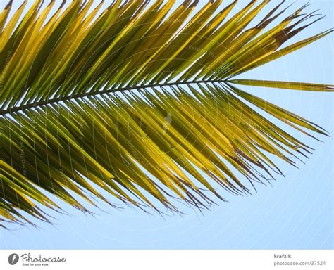 Palm Fronds Palm Tree A Royalty Free Stock Photo From Photocase