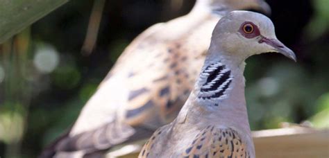Turtle Dove Action Plan Links Conservationists At Every Step Of Its