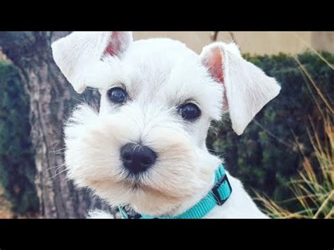 The white schnauzer is becoming increasingly popular, but still causes controversy. White Miniature Schnauzer Puppy For Sale- Charlie in ...