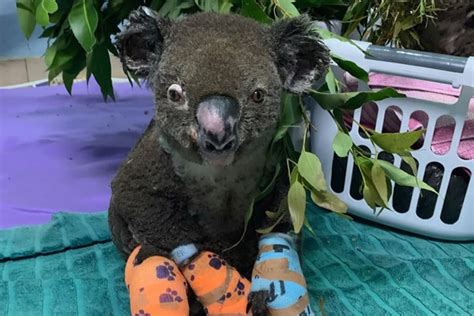 Port Macquarie Koala Hospital On Saving Australias Koalas