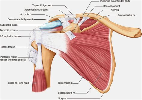 Learn the anatomy of the shoulder muscles now at kenhub. back muscles anatomy - Google Search