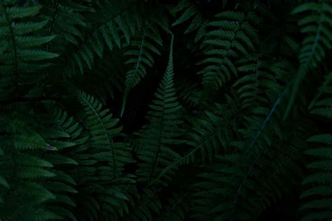 Hd Wallpaper Green Fern Plants Foliage Nature Forest Wood Dark