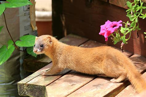 Japanese Weasel Stock Photos Pictures And Royalty Free Images Istock