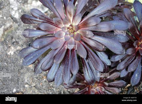 Aeonium Arboreum Atropurpureum Purple Rose Tree Stock Photo Alamy