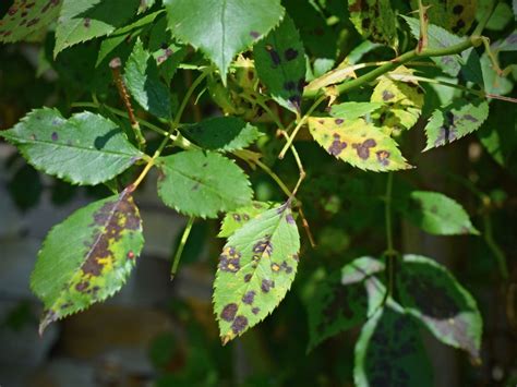 Plant Leaf Spots How To Treat Leaf Spot Fungus
