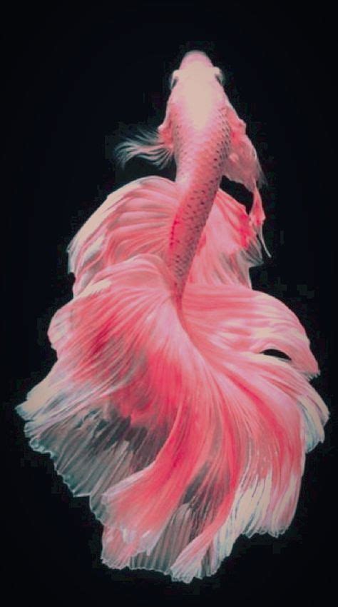Pin By 𝒟𝒶𝓈𝒽𝓎 𝒬𝓊𝒾𝓃𝓃 On Betta Fish Pink Animal Aesthetic Colorful Fish