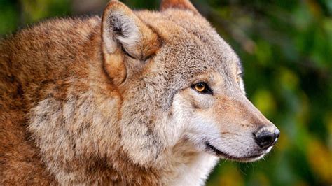 Predator Animals Wild Animals Wolves Wallpapers Hd