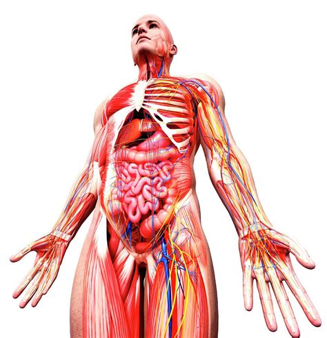 From wikimedia commons, the free media repository. Male Anatomy Photograph by Pixologicstudio/science Photo ...