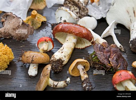 Edible Mushrooms In Washington All Mushroom Info