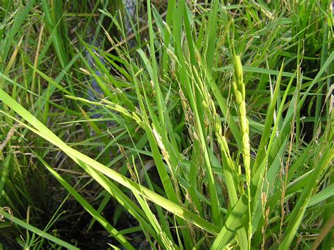Riz à grain long (fr); File:Rice plant with grains.jpg - Wikimedia Commons