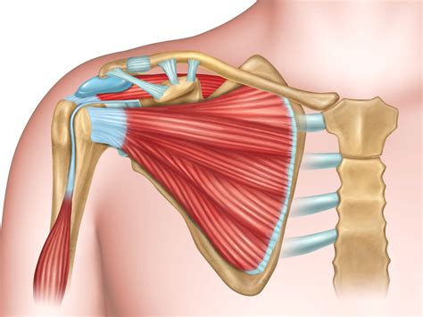 Diagram showing common areas of shoulder impingement. Atraumatiske skuldersmerter i primærhelsetjenesten ...