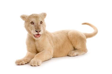 Premium Photo Studio Shot Of A White Lion Cub In Front Of A White