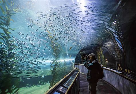 Aquarium Of The Bay Underwater Tunnel San Francisco Ca Photograph By