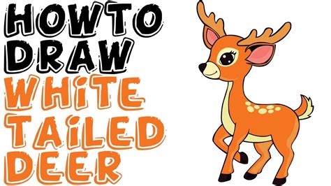 White tailed deer stock illustrations. How To Draw White Tailed Deer Full Body - YouTube