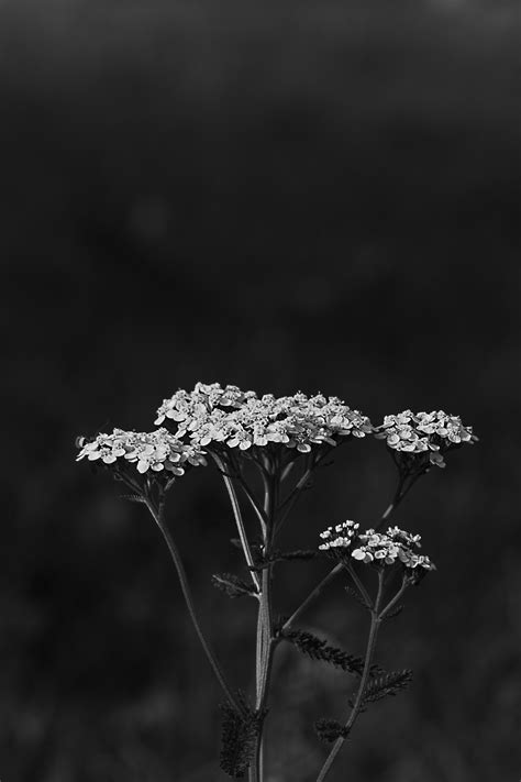 Free Images Monochrome Photography Black And White Flower Still