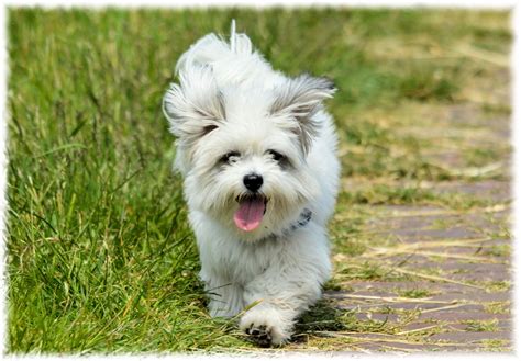 Playing Poodle 2 Free Stock Photo Public Domain Pictures