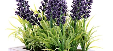 How To Grow Lavender Indoors