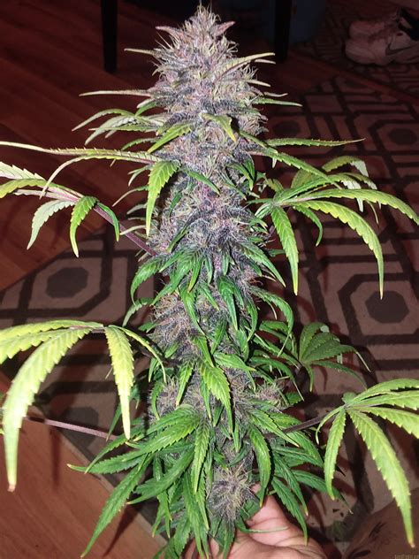 Share photos and videos, send messages and get updates. Red Poison Auto (Sweet Seeds) :: Cannabis Strain Gallery