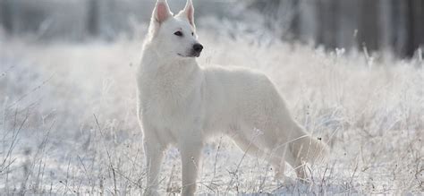 11 Dogs That Look Like German Shepherds Playbarkrun