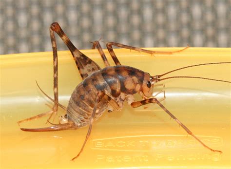 We are more likely to find crickets under kitchen sinks, under the stairs, and under old rugs than in the middle of. Camel Cricket - Diestrammena asynamora - BugGuide.Net