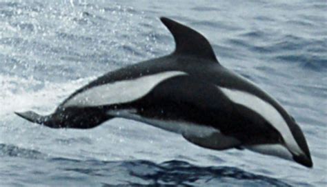 Hourglass Dolphin L Truly Beautiful Our Breathing Planet