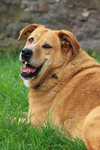 Here are 10 weight loss tips for senior dogs: Weight Loss Diet For Older Dogs