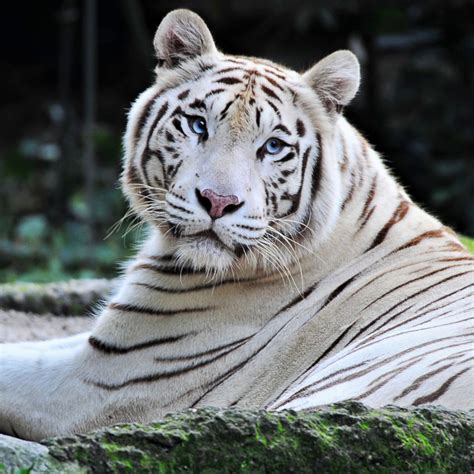White tiger, based off the bestseller, tells the rags to riches story of an ambitious indian driver who uses his wit and cunning to. 2021 - Sherkan, the famous white tiger of Beauval Zoo, is dead