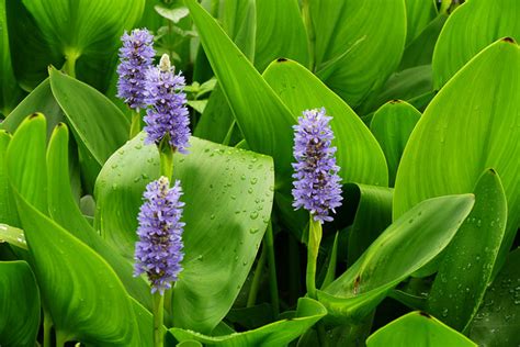 Pickerel weed (pontederia cordata) is blooming on alachua lake (the name given to paynes prairie the pickerel weed is growing on large floating mats of vegetation, some thick enough and buoyant. Pontederia cordata (Pickerel Weed)