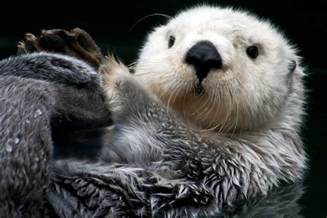 Cute Otter Rotters
