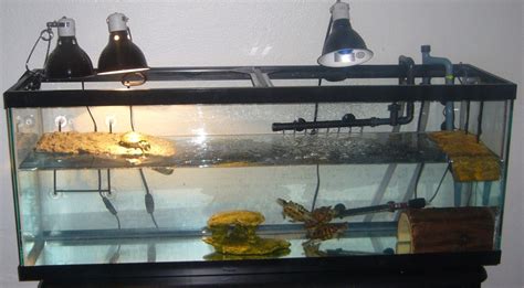 How to keep turtle tanks clear cuteness. Caring for Water Turtles | HubPages