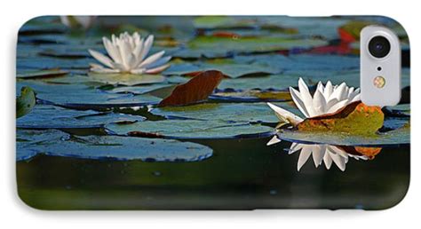 Summertime Lily Pads Photograph By Dianne Cowen