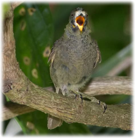 Bird Watching On Fiji Fiji Wattled Honeyeater Or Northern Wattled
