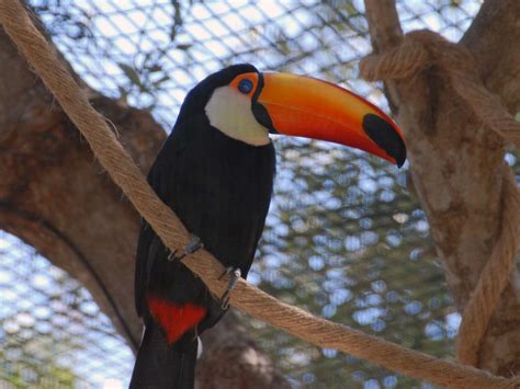 The Online Zoo Toco Toucan