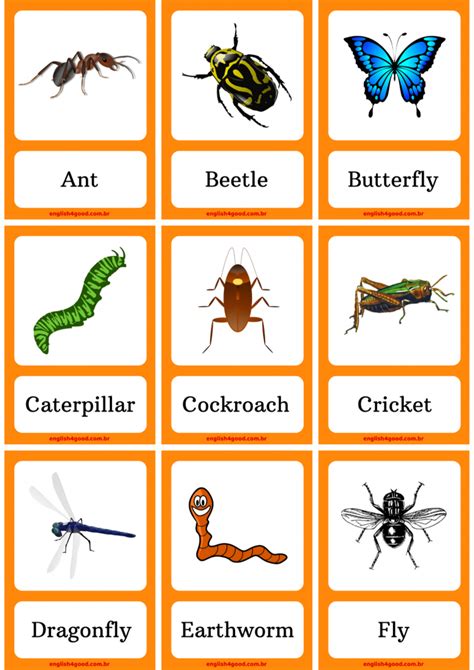 Insects Flashcards English4good Vocabulary Practice English Games
