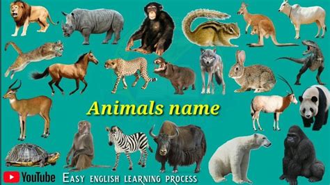 Wild Animals Names जंगली जानवरों का नाम Pictur And Sounds Wild