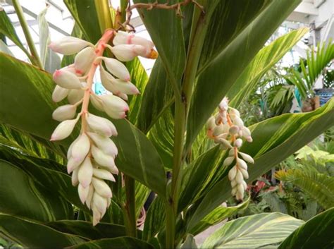 As with all living things, no two plants are alike. Ginger Variegated Shell | Plants, Ginger plant, Tropical ...