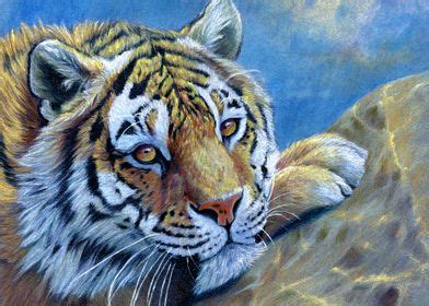 Resting Tiger Cc Poster By Svetlana Ledneva Schukina Displate