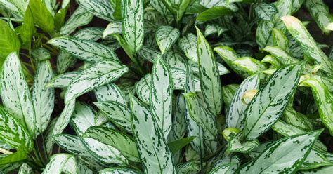 11 Houseplants That Clean The Air You Breathe Goodnet
