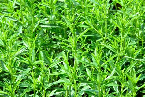Summer Savory Plant Care And Growing Guide
