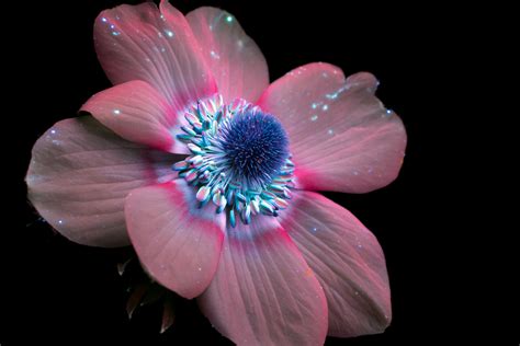 While getting your tan on is a favorite holiday pastime, we often forget the nasty consequences of too much sunlight on our skin. A Photographer Captures Plants' Invisible UV Glow - Creators
