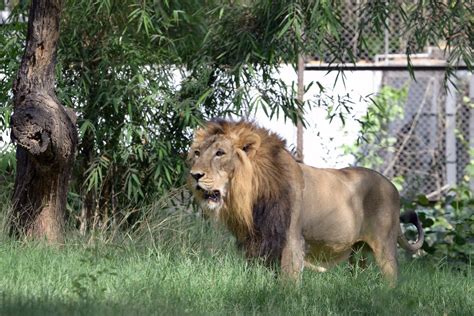 The lion's conservation status is vulnerable, and its population. India "arrests" 18 lions in Gujarat after one man-eating ...