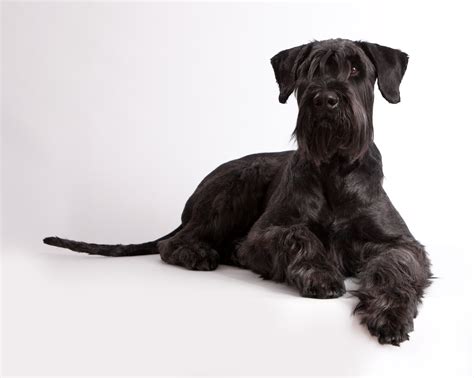 Giant Schnauzer Dog Breed Information And Characteristics
