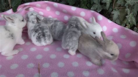 Cute Baby Bunnies 2 Weeks Old Pure Mini Lops Ashas Litter 020816