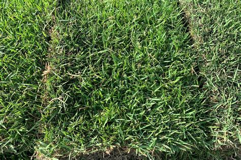 Empire® Zoysia Turf Grass In St Petersburg Bayside Sod Inc