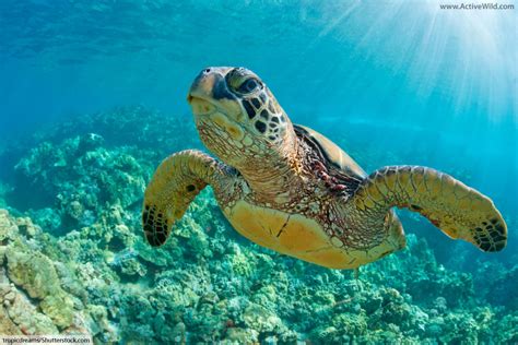 Green Sea Turtle Facts Pictures And Information For Kids And Adults