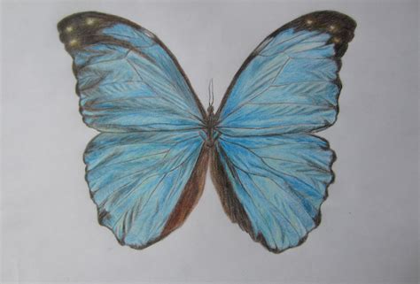Blue Butterfly Drawing At Getdrawings Free Download