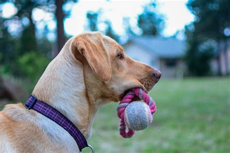 Teaching Your Dog To Play Fetch And Return