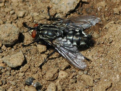 Voir plus d'idées sur le thème mouches, pêche, peche mouche. La mouche à damier (Sarcophaga carnaria)