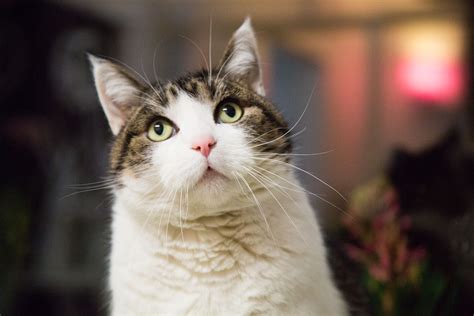 Günstige wohnung in bad schwartau kaufen. Über uns Katze Katzen - Pfötchen-Hotel Bad Schwartau ...