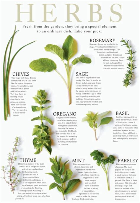 Pin On Herbs